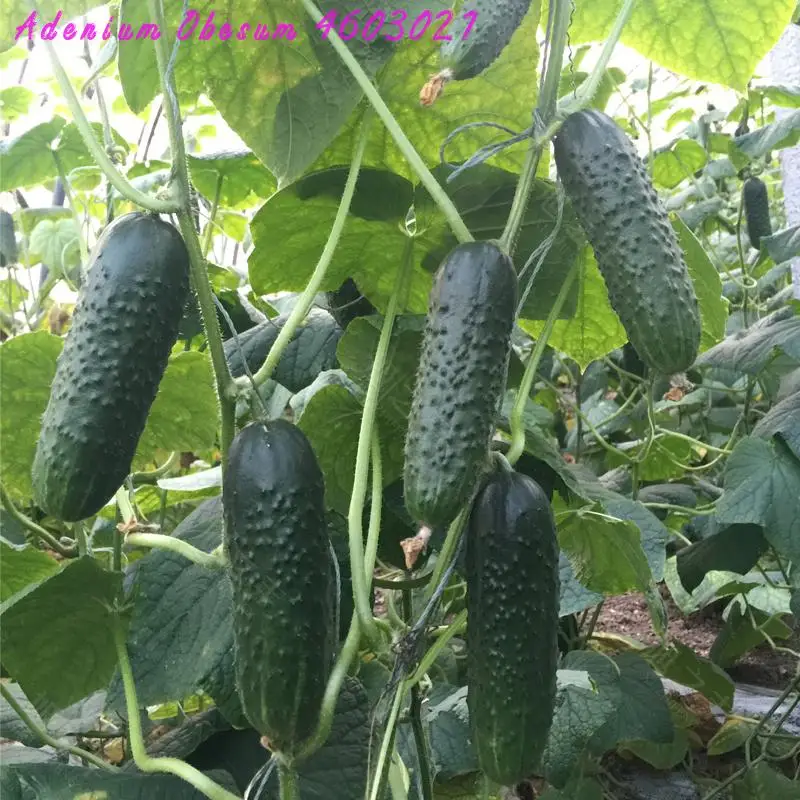 7 Лучшие продажи 100 штук огурец бонсай редкие не-ГМО вкусные огуречные фрукты и овощи осенние домашние Садоводство высадка - Цвет: 7