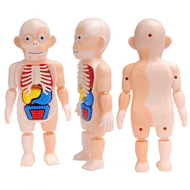 Human Body Anatomy Model Kid 3D Puzzle Educational Learning Organ Assembled Toy Body Organ Teaching Tool For Children STEAM Gift 5