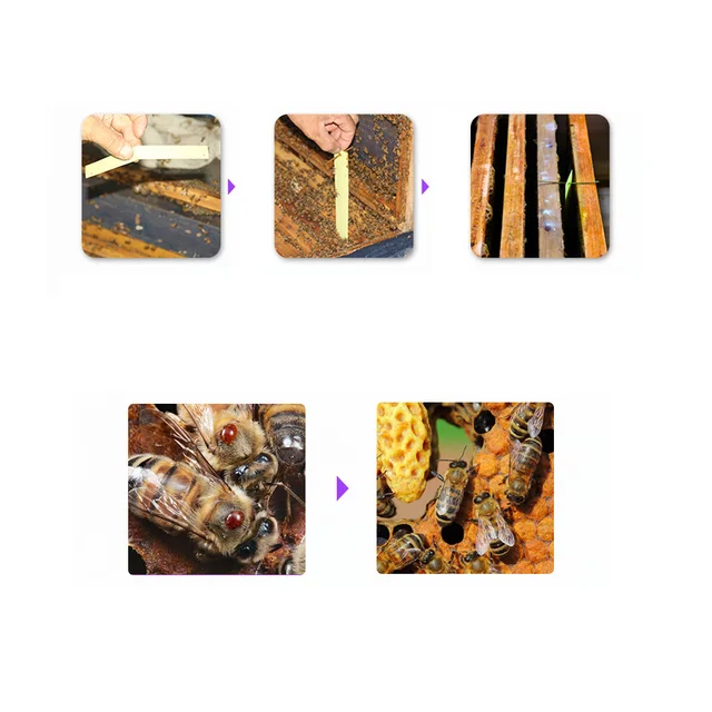 Flualvalinate Strips Hatalmas Varroa Atkás Gyógyszer Magas Kártevőirtó -Ellenes Acarid Méhészeti Tabletták - Image 6