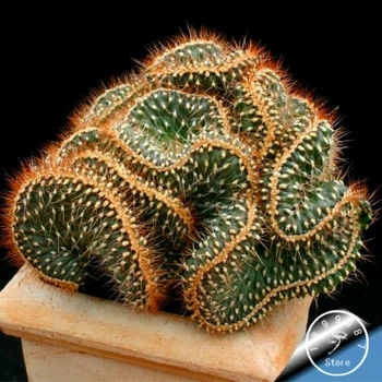

Plant Bath Salts 150Pcs Fresh Cactus Essence ZWPZ-07
