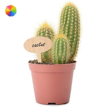 

50pcs Plant Labels Bamboo Waterproof Wooden Plant Tags For Garden Outdoor Plant TOB