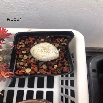 

Ngryise 2Pcs A Set Pachypodium brevicaule