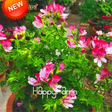 Промотирование потери! 20 шт./лот одноклапанная красная бабочка Герань бонсай многолетние Цветочные растения пеларгония плющелистная Садовая,# R1CXLR