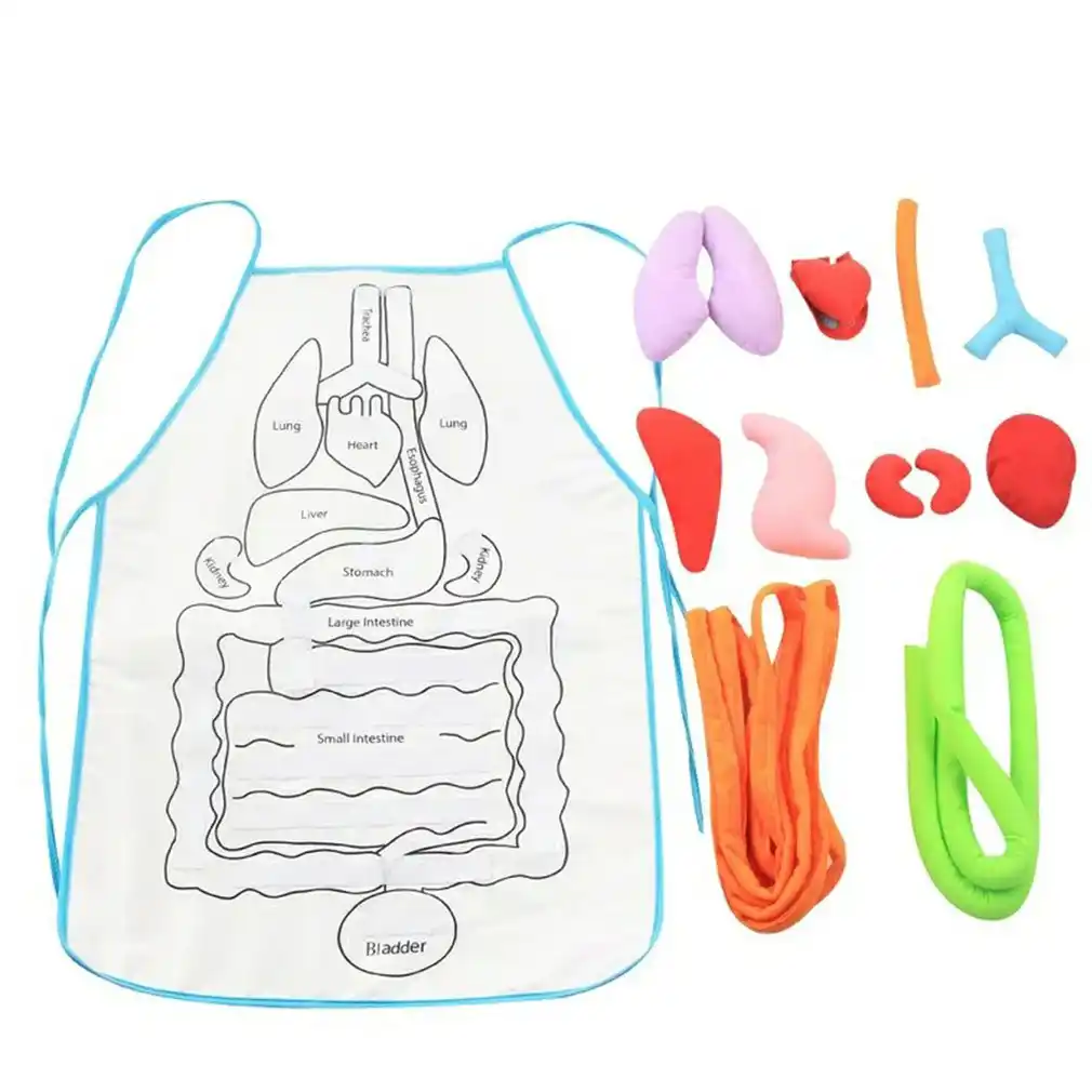 educational 3d organ apron