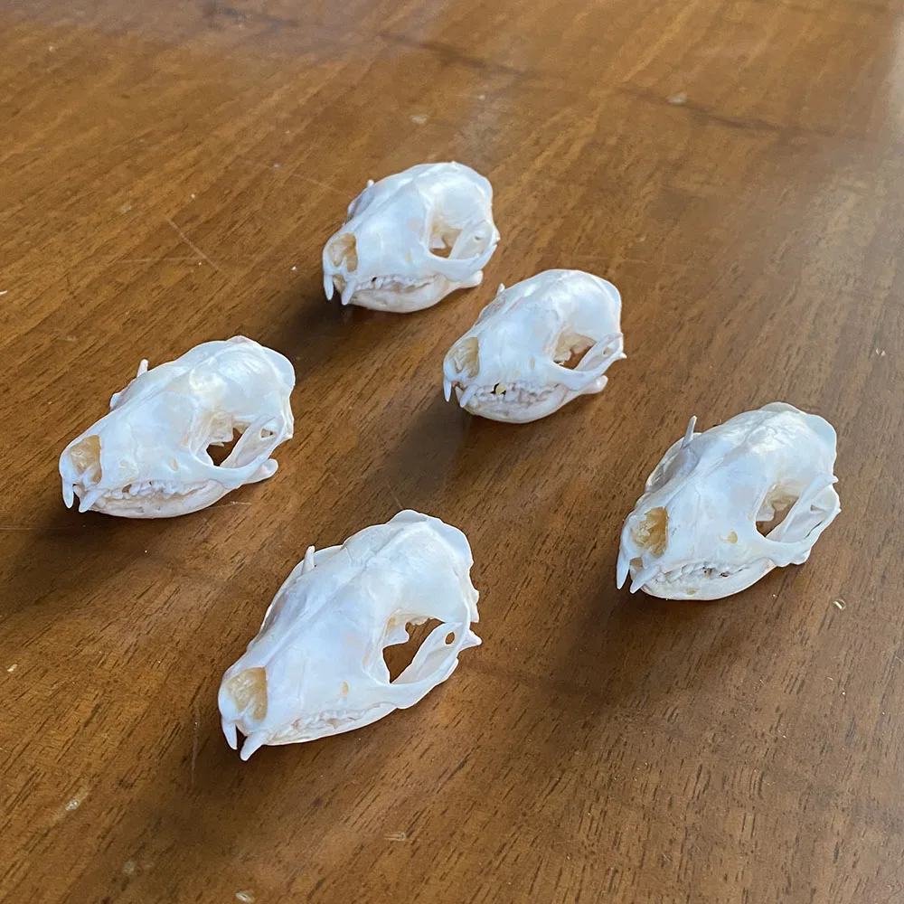 4 Pcs Hedgehog Animal Skull Replica Taxidermy Study Unusual Ornament 