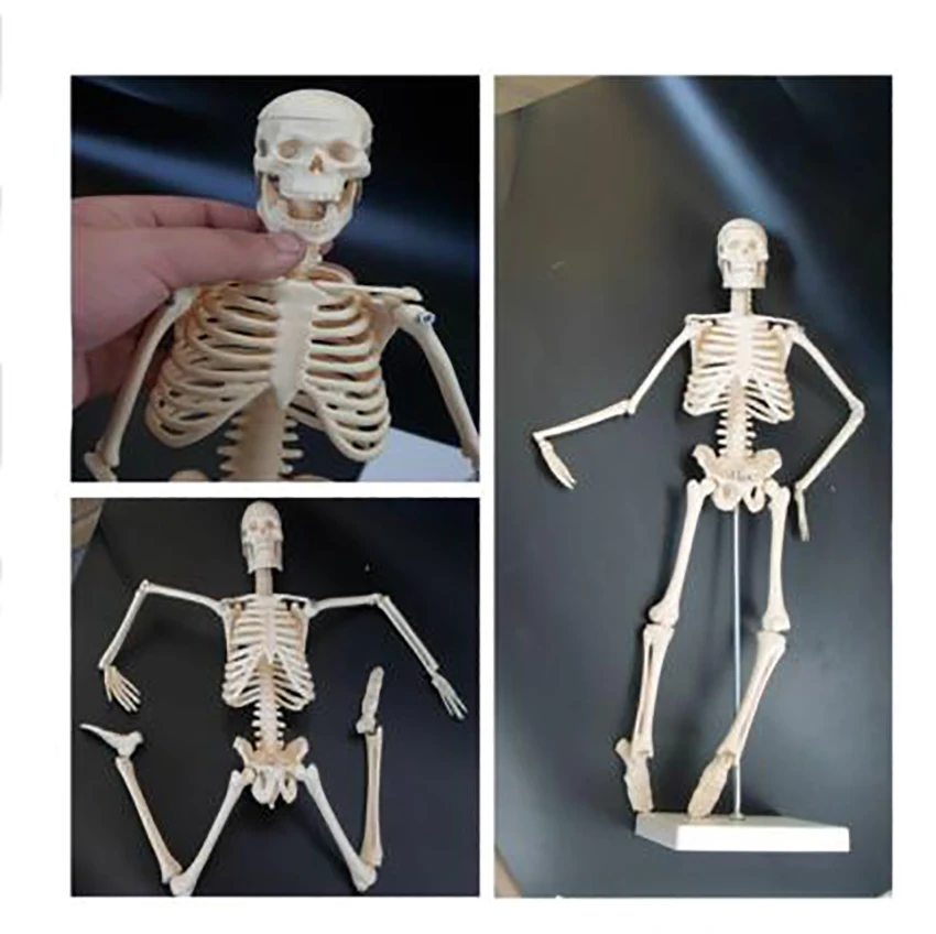 Scheletro anatomico modello scheletro umano da 45cm con supporto, parti  rimovibili e mobili per l'insegnamento e lo studio dell'anatomia -  AliExpress