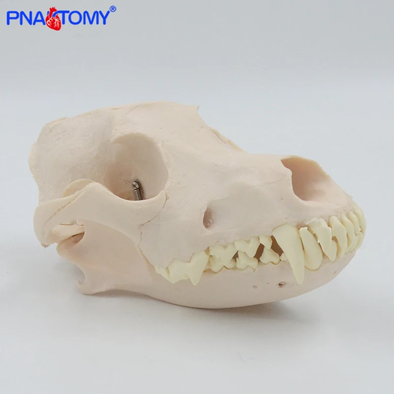 Canine Skull Anatomy Model 3