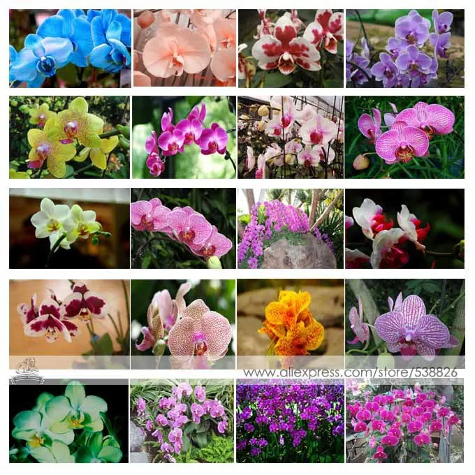 

24 Types Perennial Phalaenopsis Orchid Flower bonsai, 100 Pcs / Pack, Rare Butterfly Orchid garden #NF564