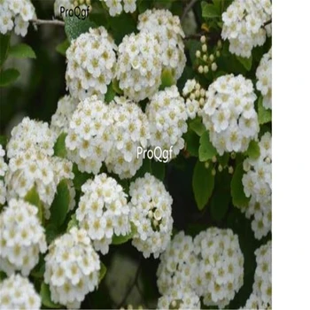 

Ngryise 3000pcs Spiraea cantoniensis