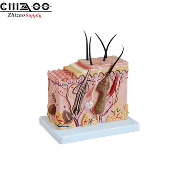 

Medical Supplies Human Teaching Skin Model For Medical School