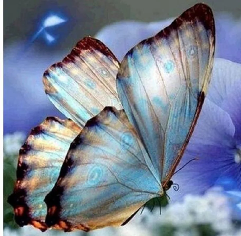 

New Diy 5D Butterfly animal new arrival DIY Crystal full drill square diamond painting cross stitch kit mosaic round rhinestone