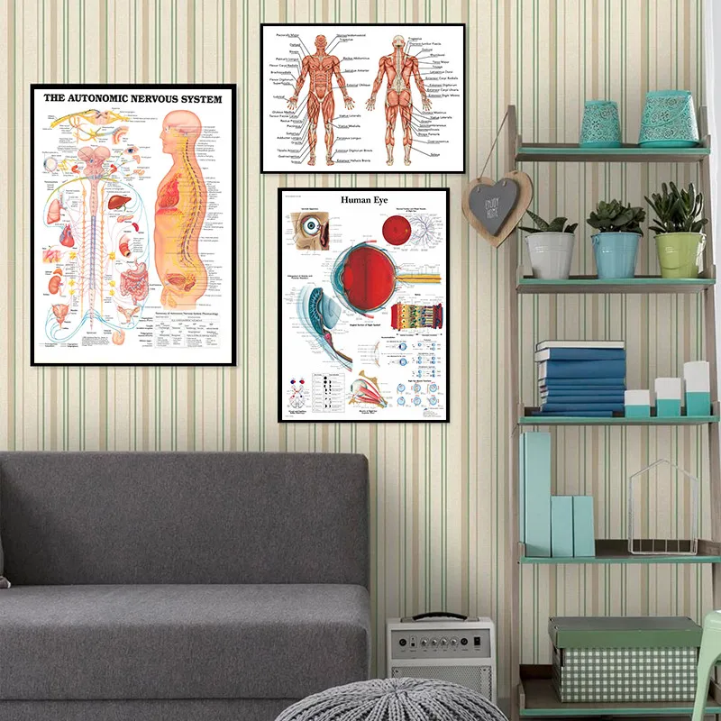 Muscular System Anatomical Poster Muscle Anatomy Chart Human Body Educational for anatomy poster | Дом и сад