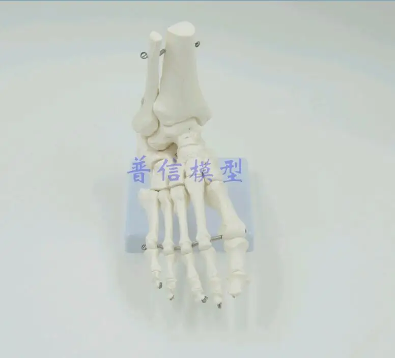 Flexible Human Foot Bone Model Medical Science Accessories Life size Foot Ankle Joint Anatomical Skeleton Model Medical Displ