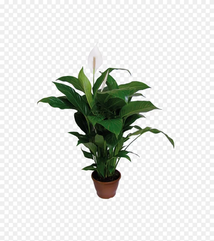 水飞蓟室内植物花盆哑铃木盆栽盆景png图片素材免费下载 图片编号 Png素材网