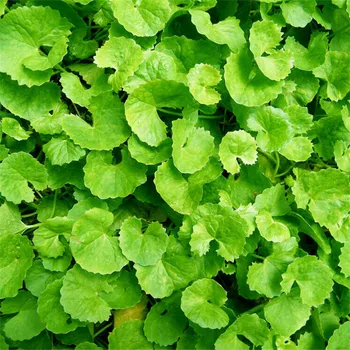 

Centella Asiatica Gotu Kola Hydrocotyle Seeds