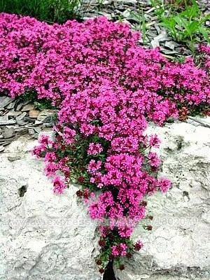 Новое домашнее садовое растение 400 шт. настоящий Thymus Serpyllum волшебный ковер ползучий Тимьян наземное покрытие травяные плантации, бонсай цветок P