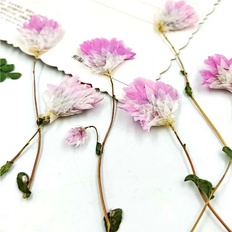 

Helipterum On Stems Pressed Flower For Bookmark material free shipment 100pcs