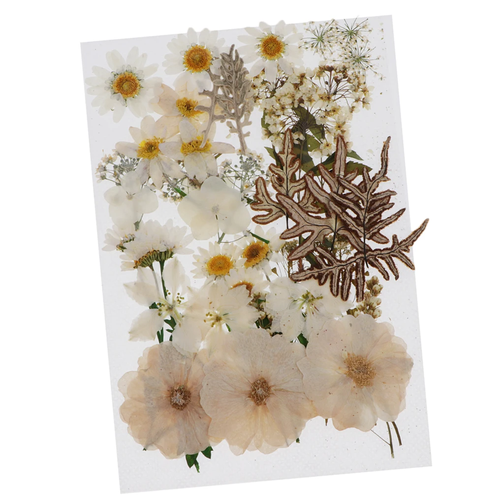 Natural Dried Flowers Leaves DIY Floral Arts Crafts for Wedding Face Phone