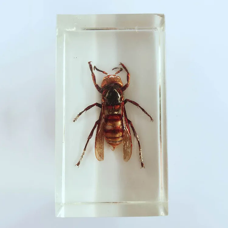 

Transparent Resin Bee Embedded Specimens Real Insect Specimen Vespidae Biological Entomology Teaching Aids Resin Handicraft