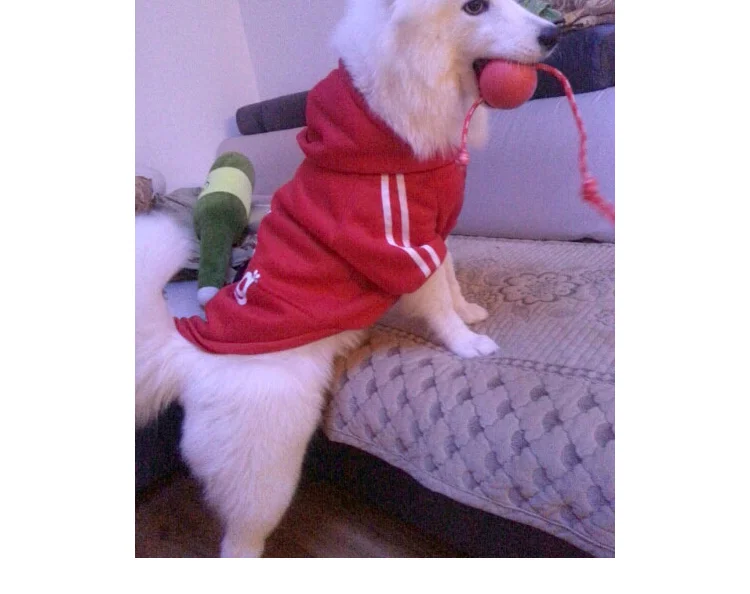 Pet Teddy дрессировка средних и больших собак молярный укусы мяч щенок Твердый эластичный мяч Золотой ретривер игрушка для собак
