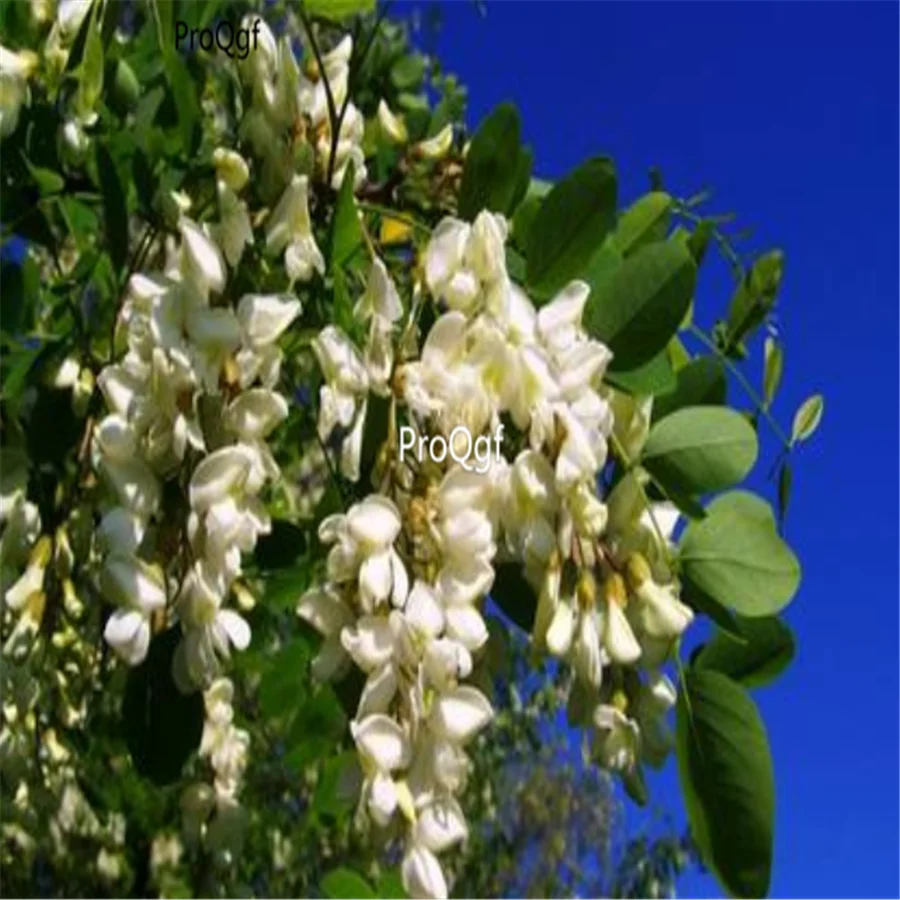 Ngryise 500 шт набор Robinia pseudoacacia