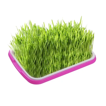

Plastic Nursery Pot Seed Sprouter Tray Vegetable Seedling Tray Sprout Plate Plant Seedling Grow Box Hydroponic Systems