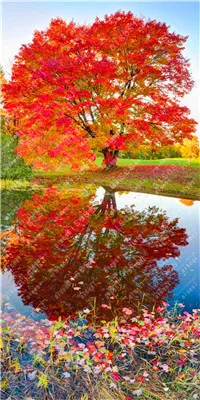 20pcs/bag  Red Maple