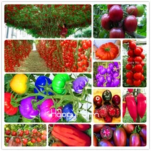 New Fresh 20 Pcs/Lot Rainbow Tomato Plants, bonsai organic vegetable& fruit Plantas,potted plant for home&garden
