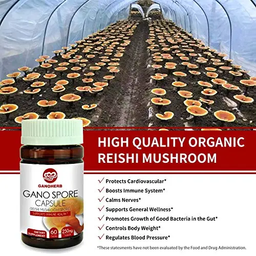 Органические капсулы для грибов рейши GANOHERB с 100% порошком Рейши повышения