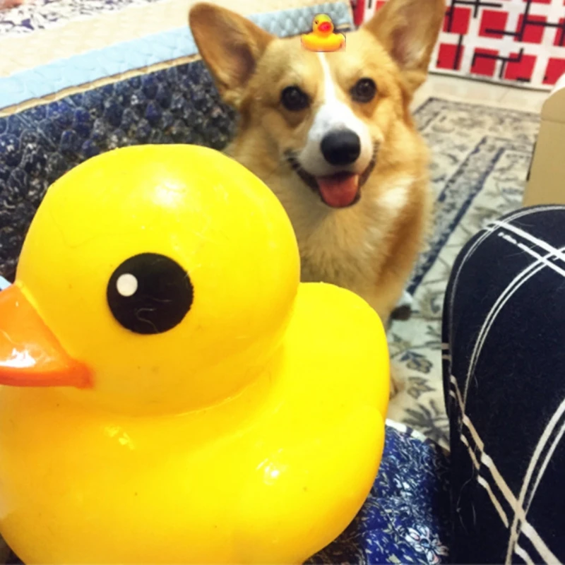 

Small yellow duck dog toy pet bath toy