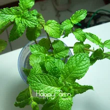 Промоакция! ароматических растений духи "бонсай" Мятный балкон мяты Травы Растения «сделай сам» для дома и сада 200 шт./упак.,# L1QFCK