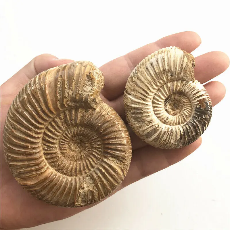 1 шт. натуральный Палеонтологический Fossil Ammonoid минеральный геологический учебный образец Коллекция украшения