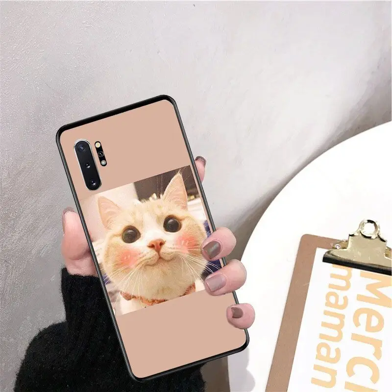 Cute funny funny kitten cat