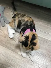 Arnés ajustable para perros y gatos, correa de plomo para pasear, collar para cachorros de malla de poliéster, medianos y pequeños