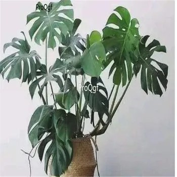 

Ngryise 1000Pcs A Set Monstera deliciosa