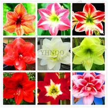 Красивая расцветка amaryllis цветок карликовые деревья, 100 шт./пакет, Hippeastrum rutilum, Высокая скорость прорастания
