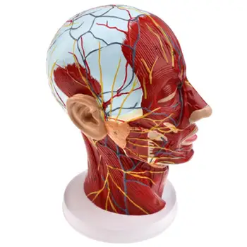 

PVC Anatomical human Head Brain Median Sagittal Model Cervical Spine Learning Tool School medical teaching