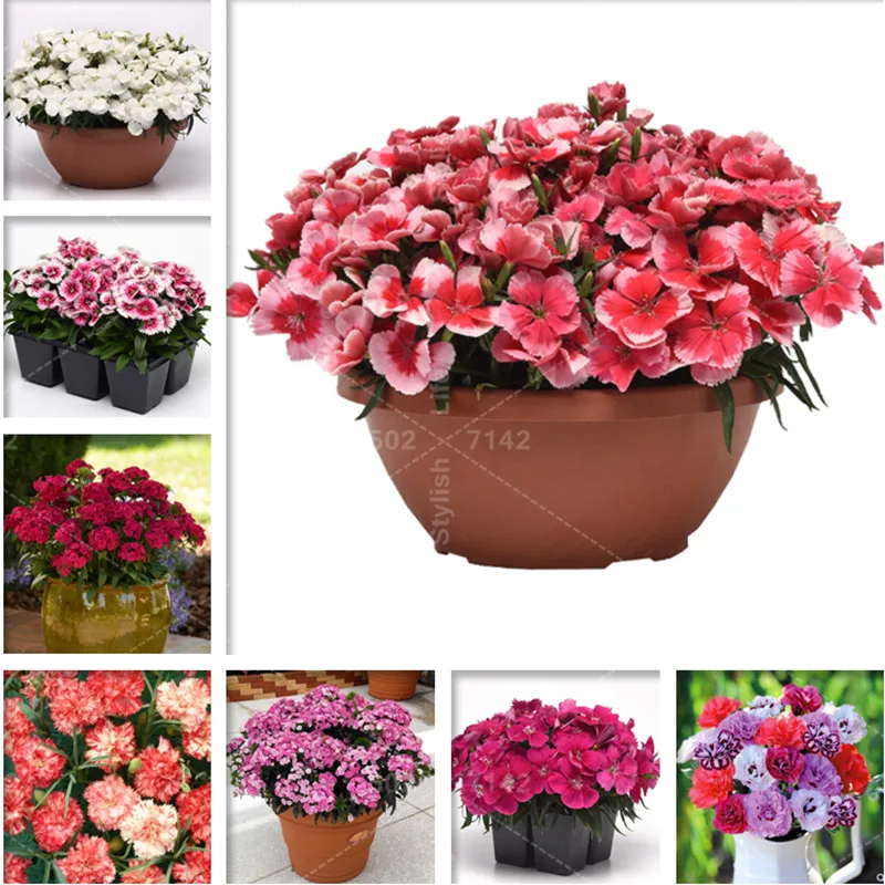 

200Pcs Colorful Dianthus Caryophyllus Flower Bonsai New Carnation Bonsai Balcony Potted Courtyard Garden Plant High Germination