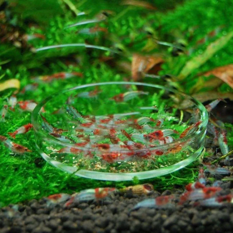 Tropical Fish Food Aquarium Feeding Dish Set - Clear Shrimp Food Dish With Tube & Cleaning Brush Shrimp Food Feeder