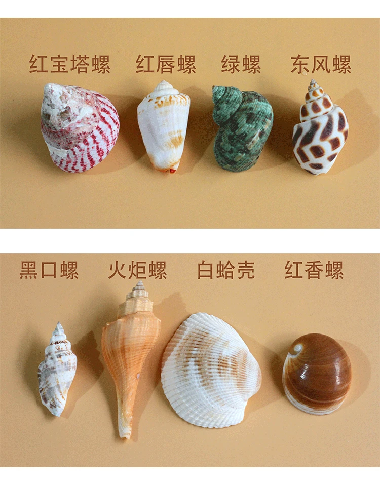 Natural Conch Shell Combination Coral Sea Fish Tank Decoration Wedding Props Home Layout Platform Shells Starfishes Home Crafts
