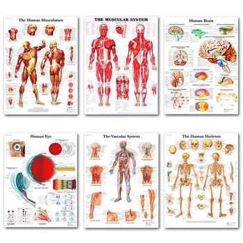 

Human Anatomy Muscles System Art Poster Print Body Map Silk Painting Wall Pictures for Medical Education Office Home Decor