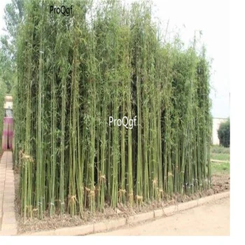 

Ngryise 1000Pcs A Set Phyllostachys sulphurea