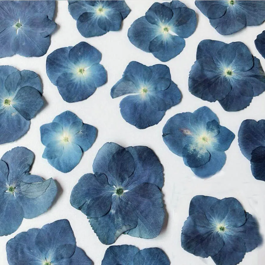Hortensia deshidratada serie Azul prensada, Macrophylla, flores, plantas,  herbario para joyería, funda de teléfono, marcapáginas, fabricación DIY, 60  uds.|Flores artificiales y secas| - AliExpress