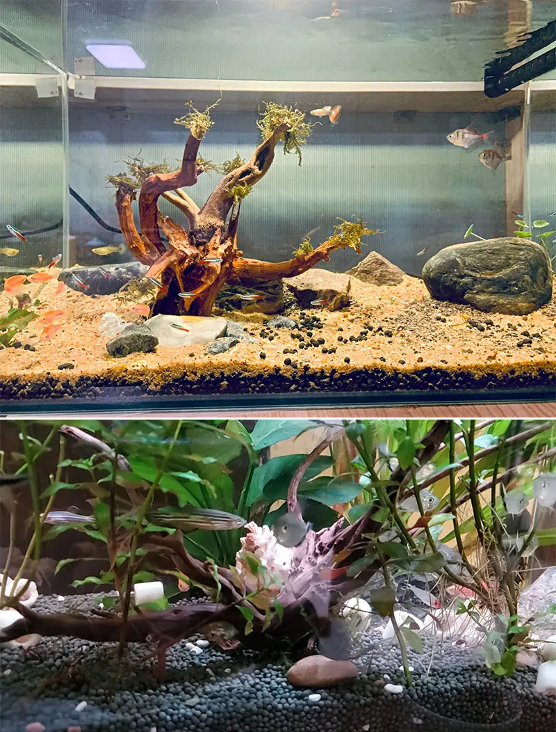Wood Natural Trunk Driftwood Tree Aquarium Fish | Aquarium Decorations Tree  - Fish - Aliexpress