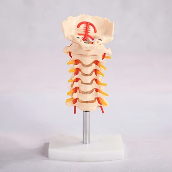 

Cervical Vertebra Anatomical Model Carotid Artery Occipital Intervertebral Disc And Nerve Model BIX-A1021