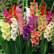 100/мешок различных многолетних Gladiolus цветок бонсай, редкий меч лилии Флорес очень красивый для домашнего сада посадки
