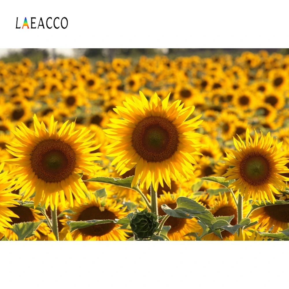 Laeacco фоны для фотосъемки закат горы Подсолнух поле пейзаж пользовательские