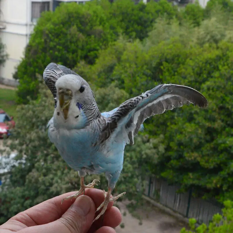 Taxidermy stuffing Eurasian Blue colour Melopsittacus undulatus / Budgerigar Budgie Parrot specimen Teaching / Decoration Taxidermy stuffing Eurasian Blue colour Melopsittacus undulatus / Budgerigar Budgie Parrot specimen Teaching / Decoration