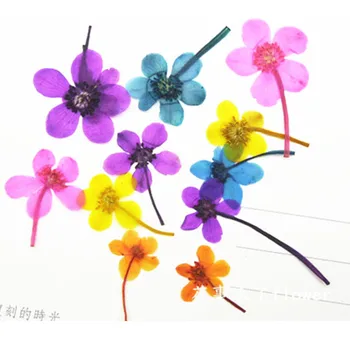 

Calla Lily Dried Pressed Flowers Art Specimens Plants For DIY Cell Phone Case 120Pcs