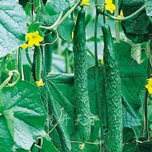 Голландский огурец Горячая 50 шт. фруктовый огурец бонсай, Cuke сад, зеленые овощные растения